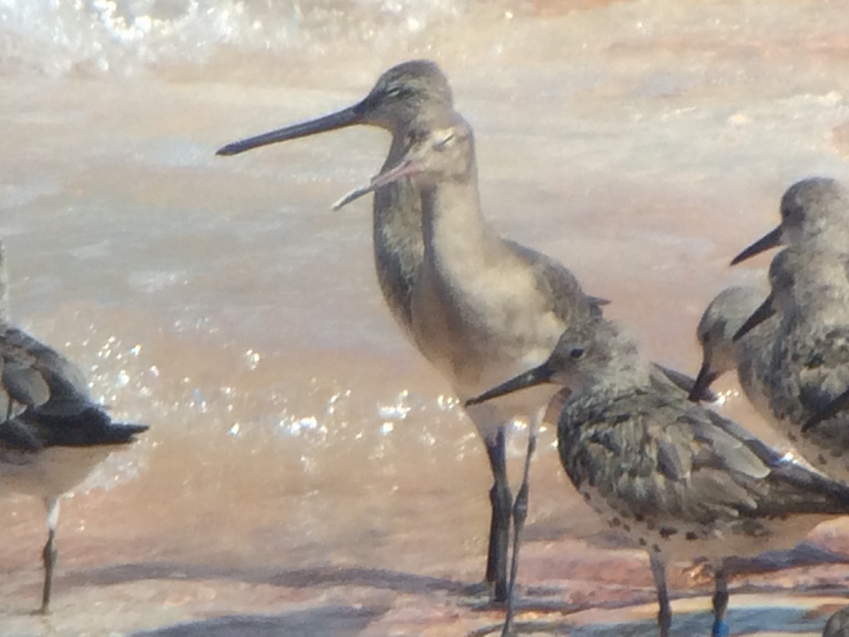 Asian Dowitcher - ML115049261