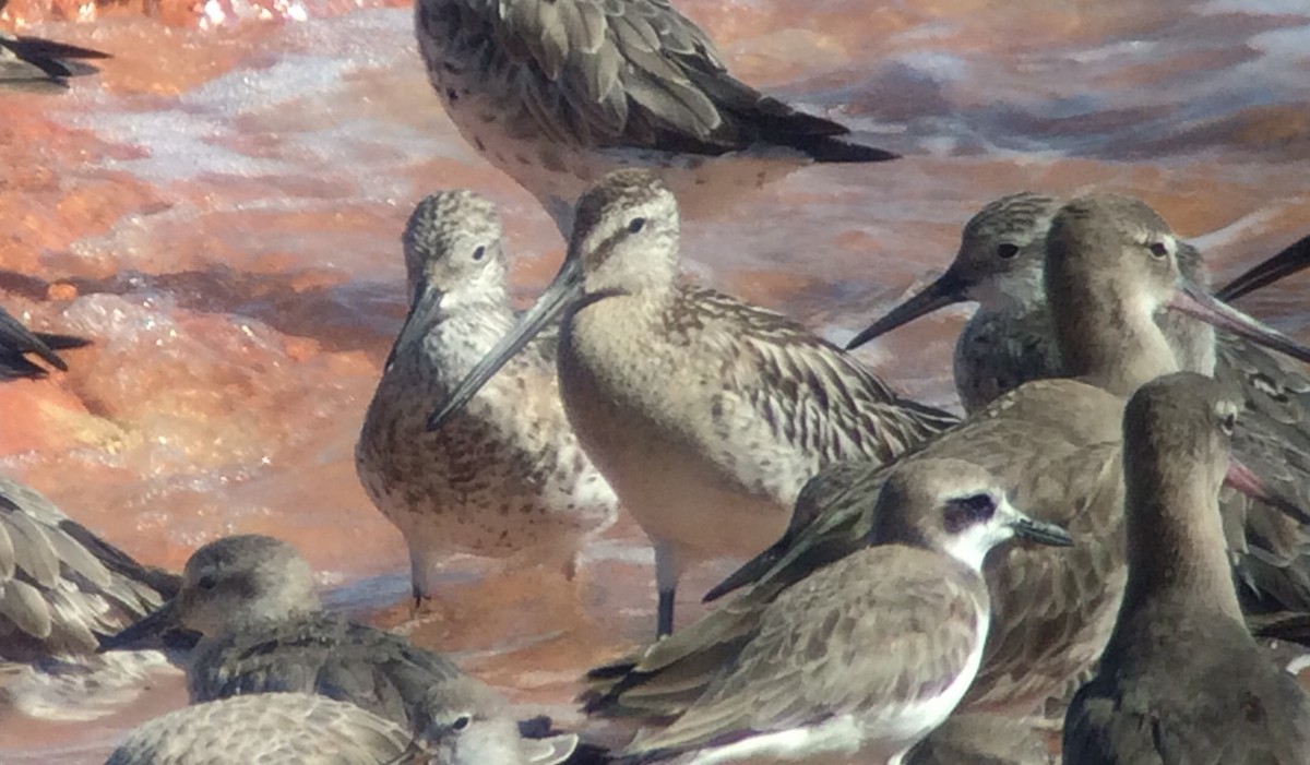 Asian Dowitcher - ML115049271