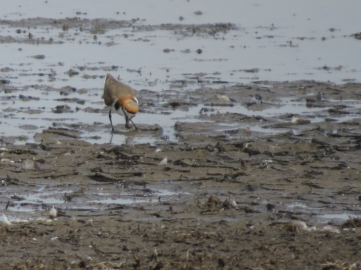 Red-capped Plover - ML115051351