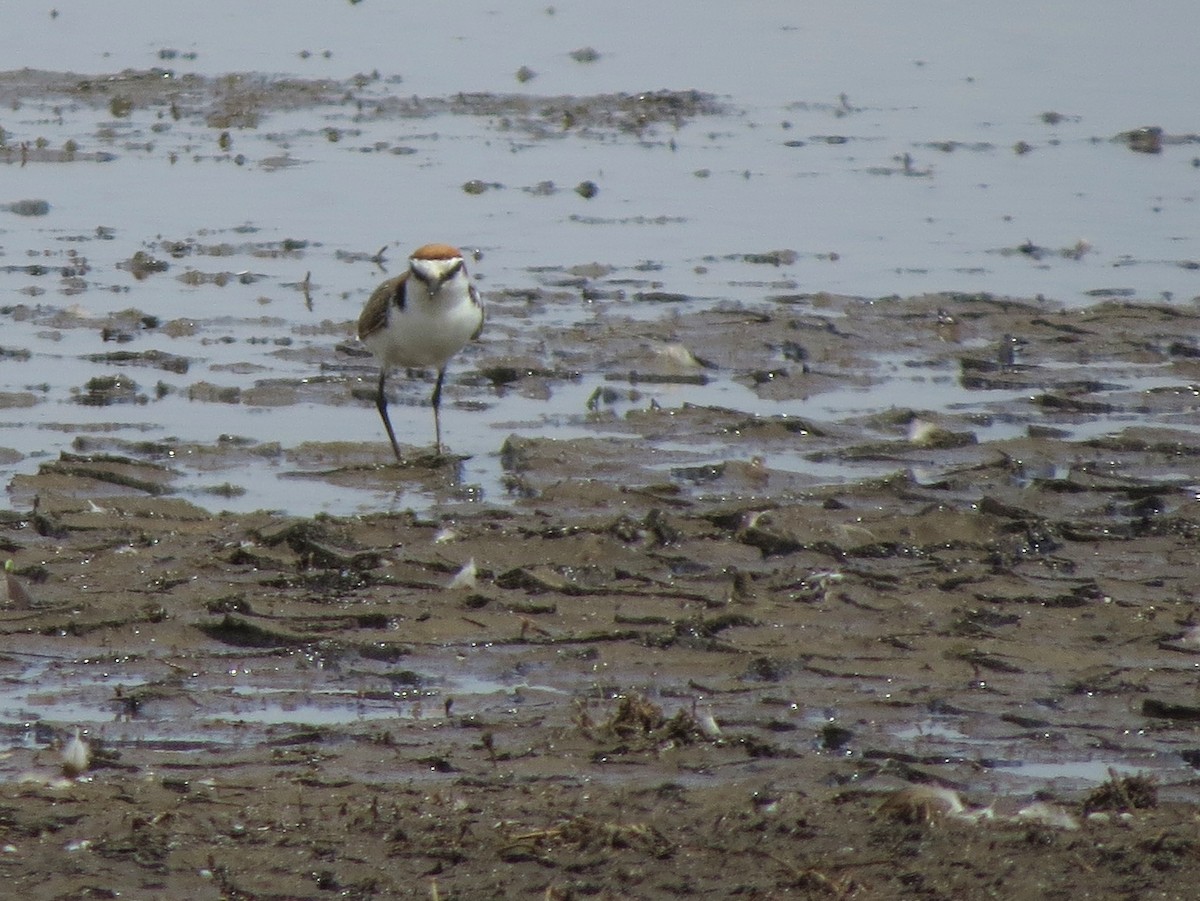 Red-capped Plover - ML115051361