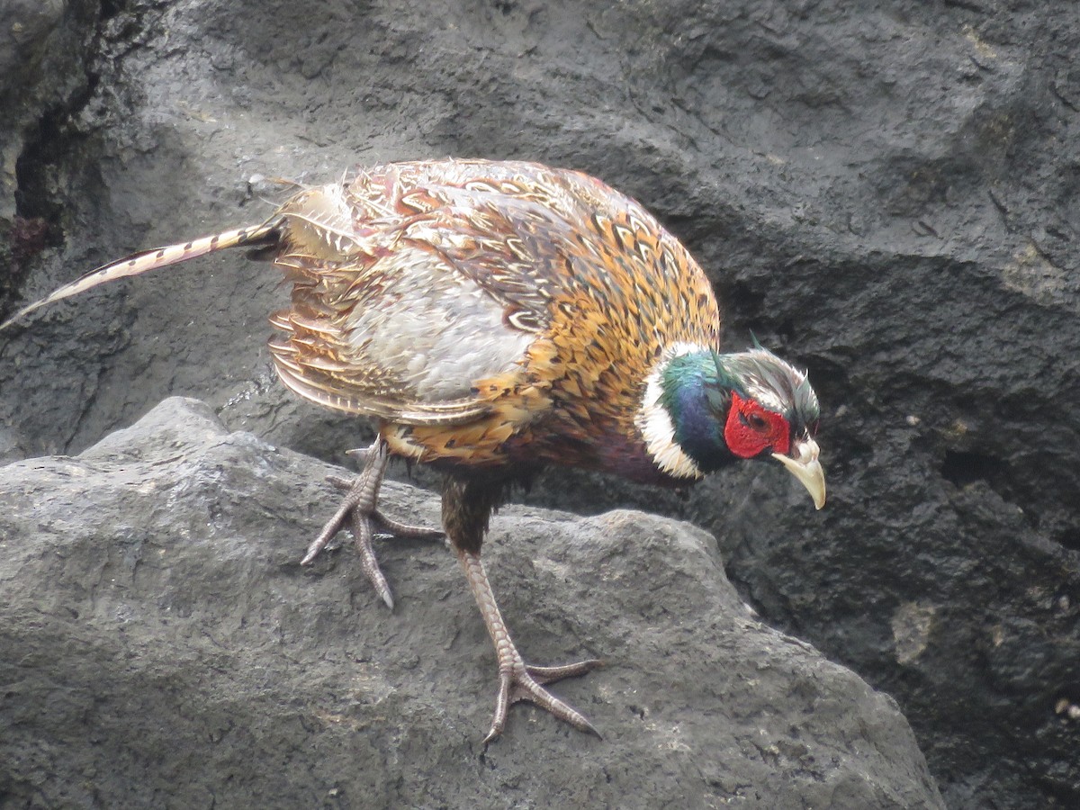 Ring-necked Pheasant - ML115052161