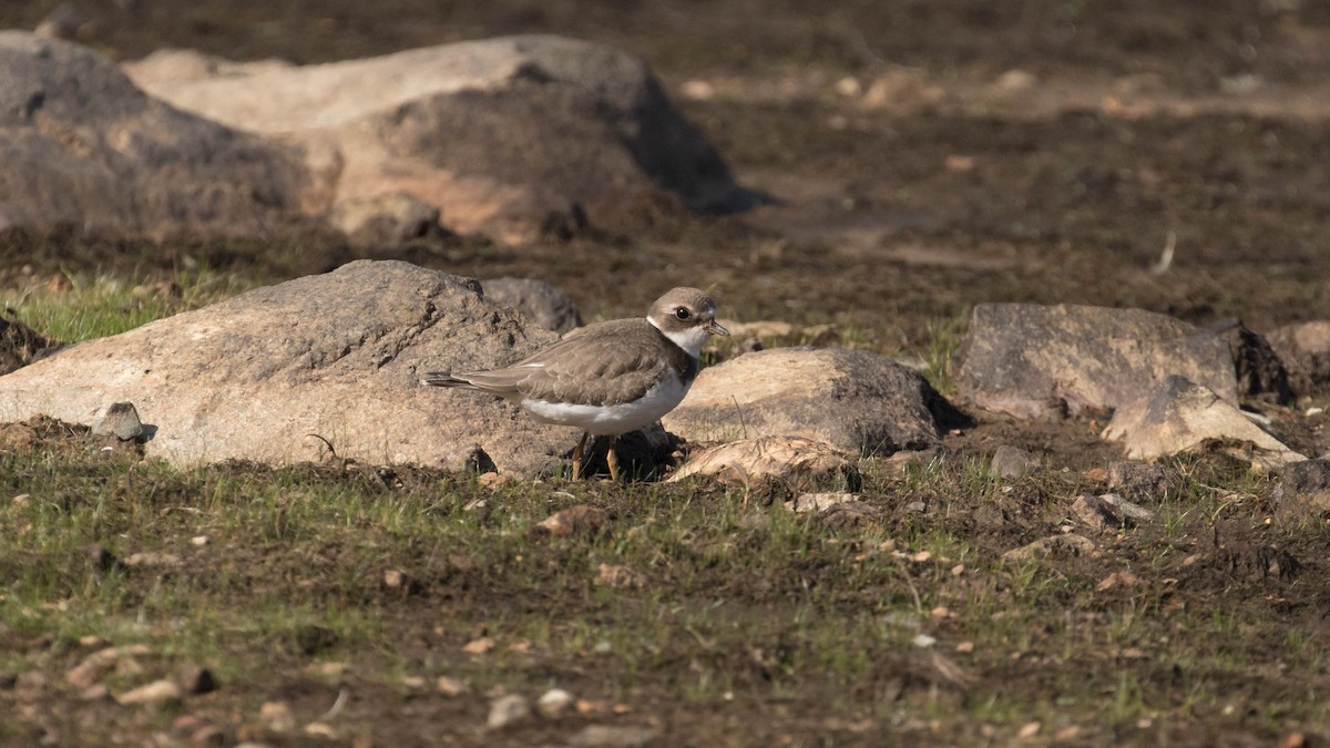 Semipalmated Plover - ML115054551
