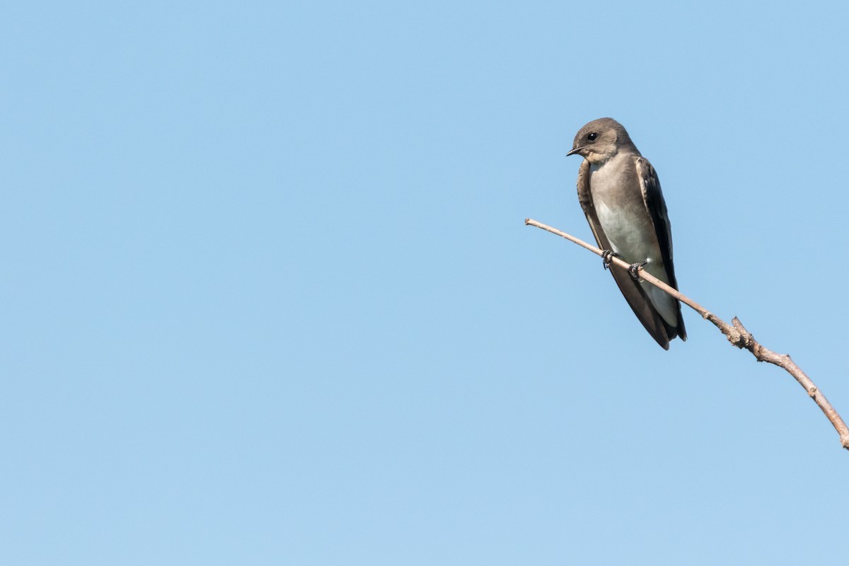 Northern Rough-winged Swallow - ML115054571