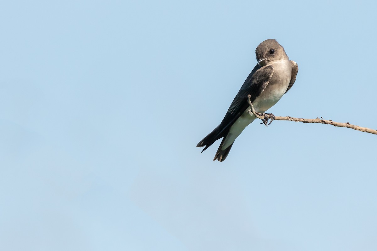 Northern Rough-winged Swallow - ML115054671