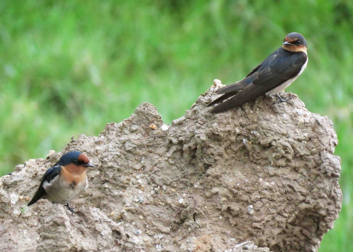 Pacific Swallow - ML115055381