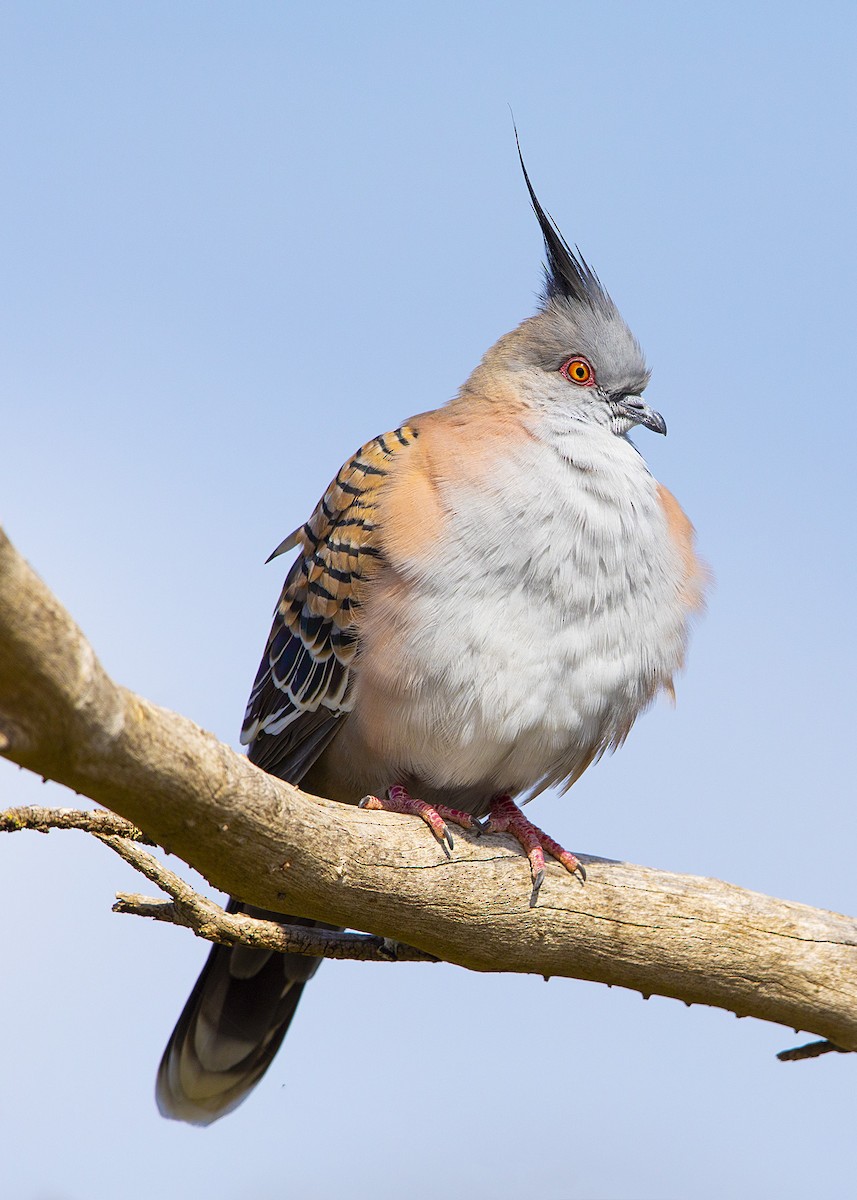 Crested Pigeon - Brian  Aherne