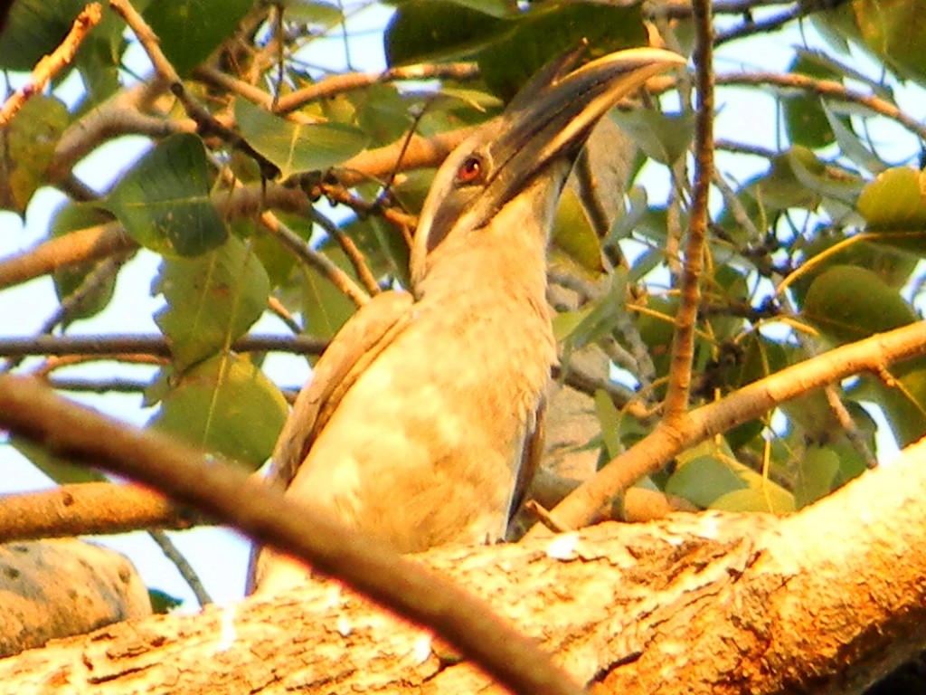 Indian Gray Hornbill - Rajendra Gadgil