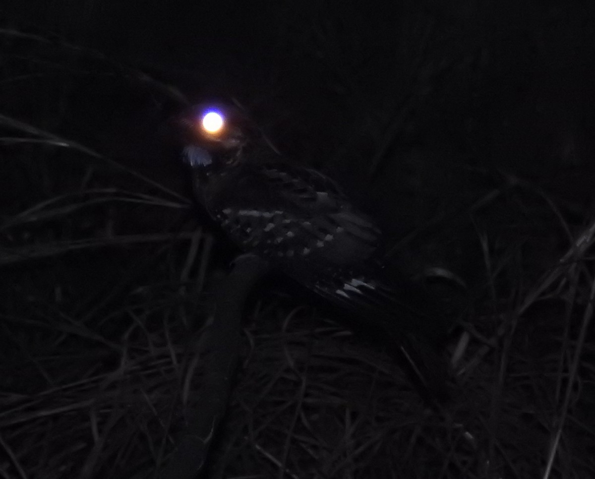 Large-tailed Nightjar - Colin Trainor