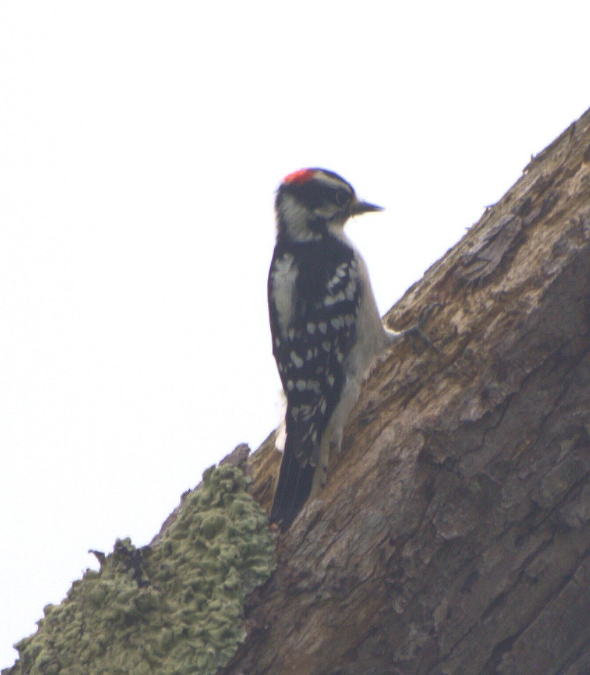 Downy Woodpecker - D Gildersleeve