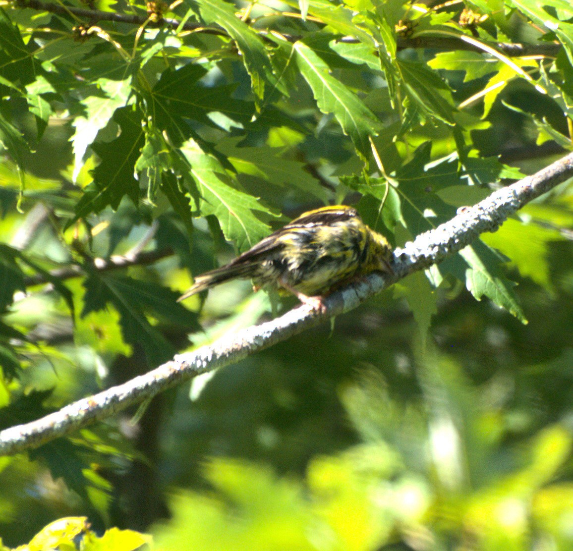 American Goldfinch - D Gildersleeve