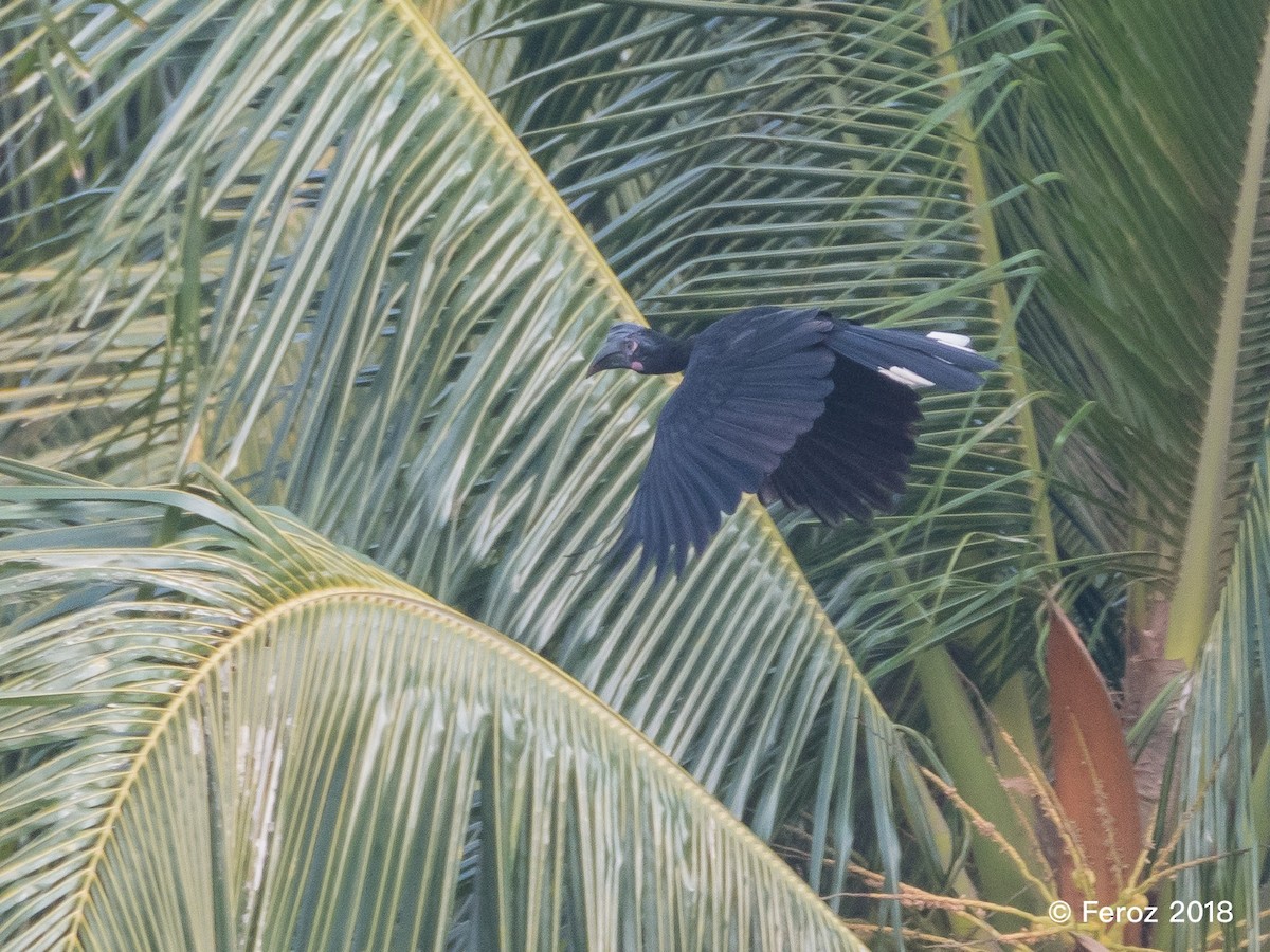 Black Hornbill - Eyzat Amer