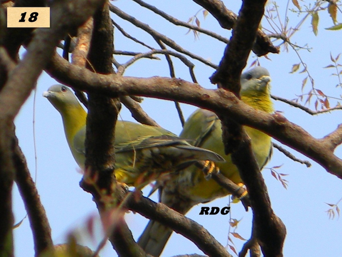 Yellow-footed Green-Pigeon - Rajendra Gadgil
