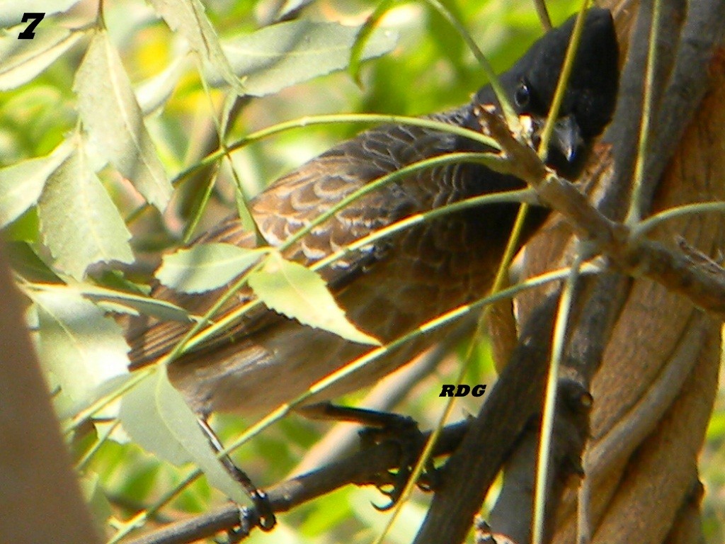 Red-vented Bulbul - ML115061011