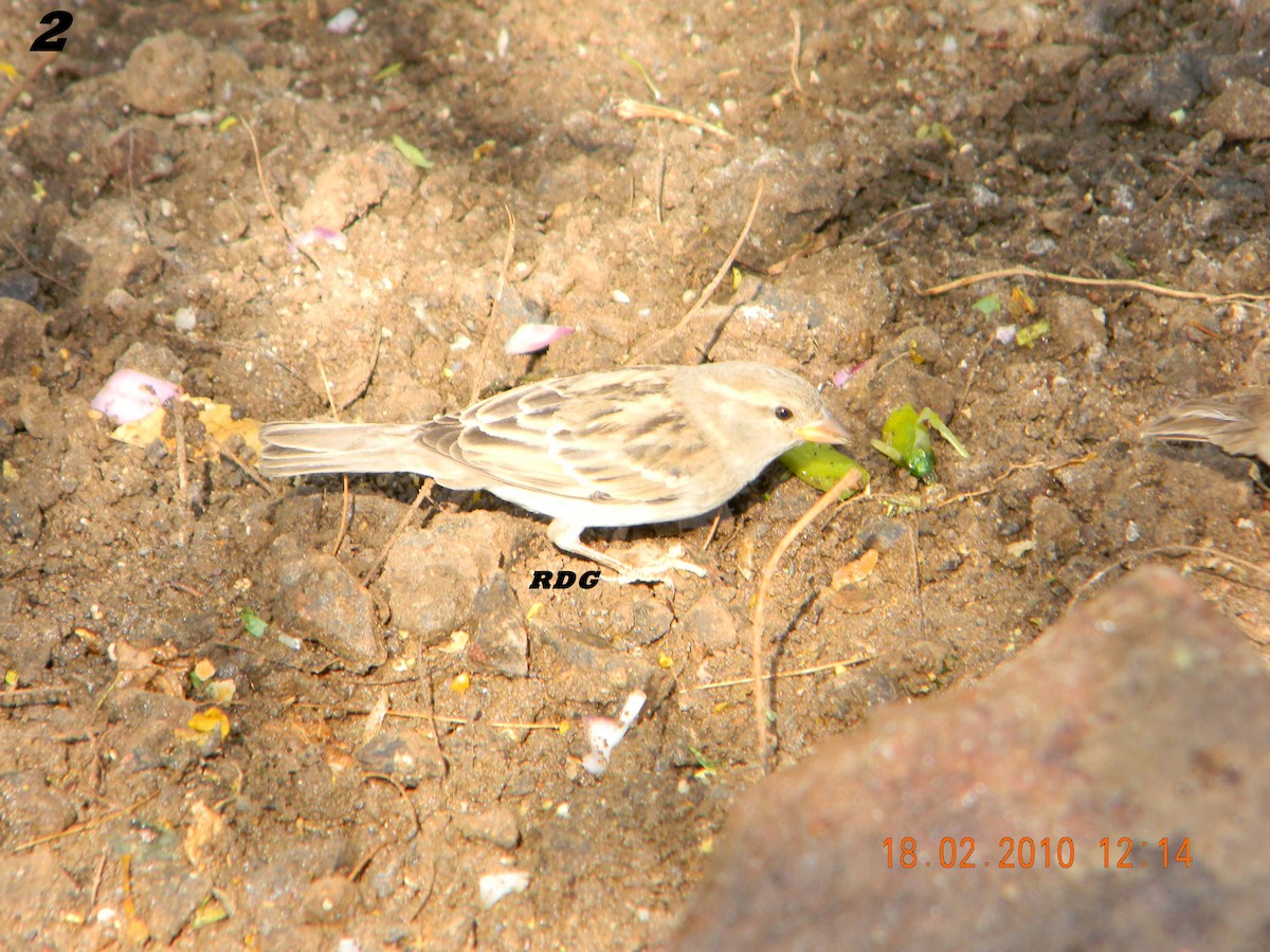 Common Babbler - Rajendra Gadgil