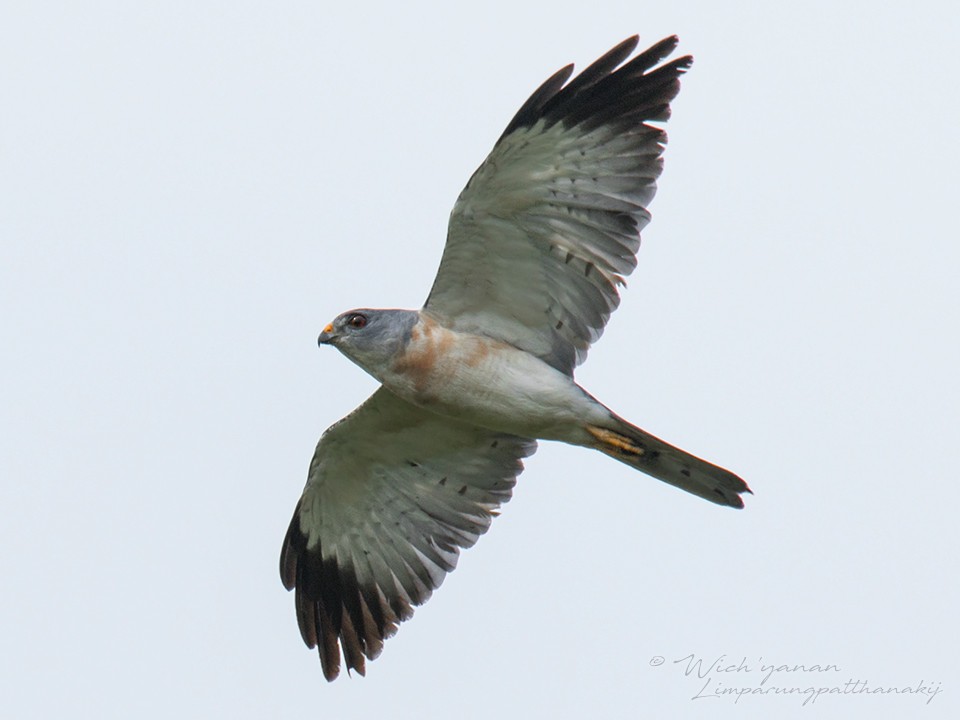 Chinese Sparrowhawk - Wich’yanan Limparungpatthanakij