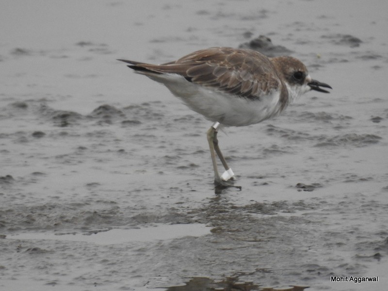 Greater Sand-Plover - Mohit Aggarwal