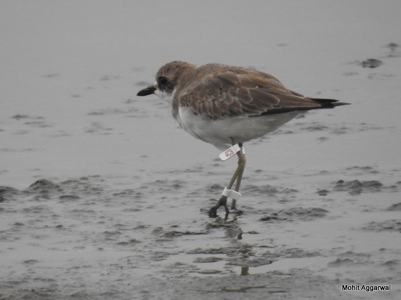 Greater Sand-Plover - Mohit Aggarwal