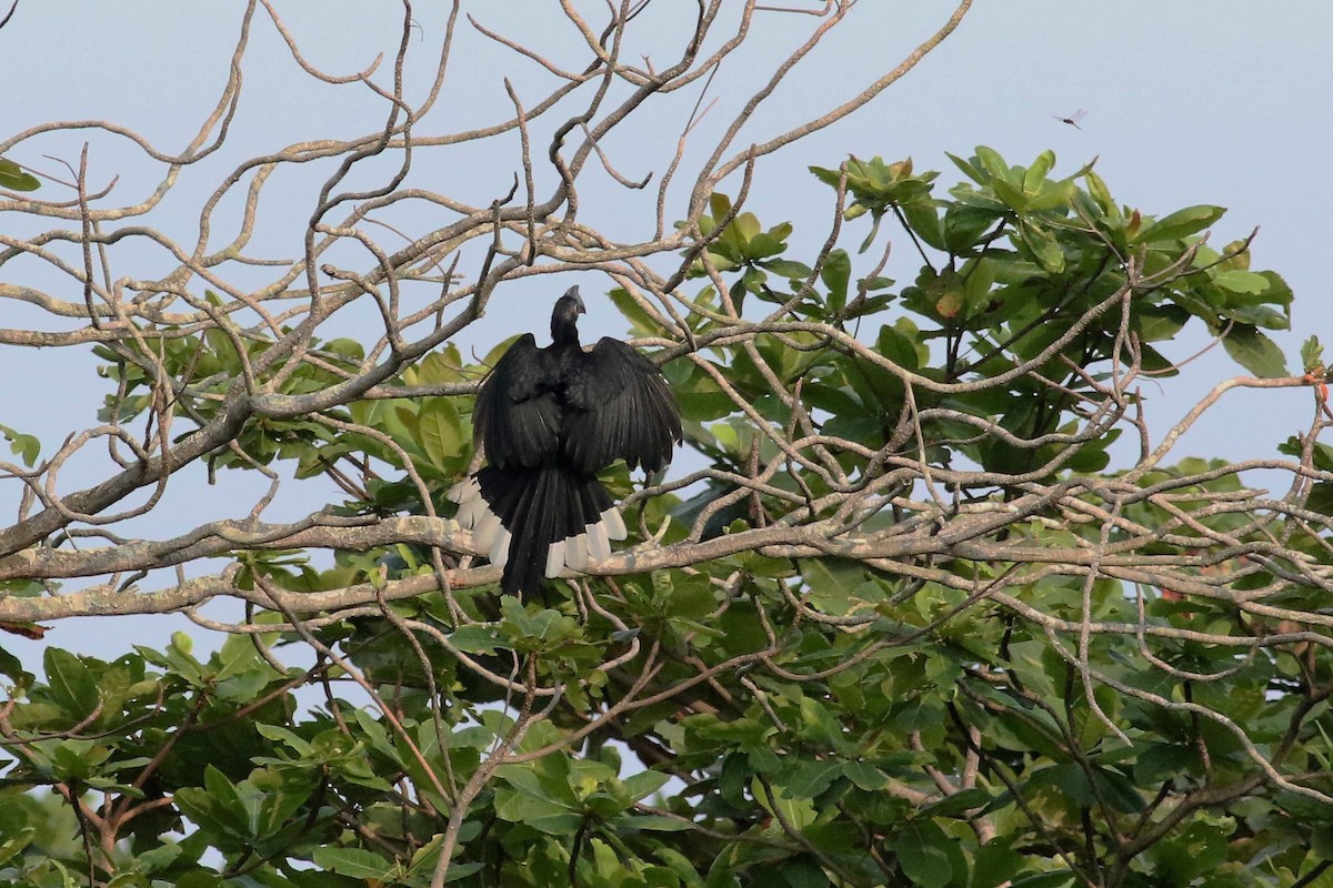 Black Hornbill - Fadzrun A.