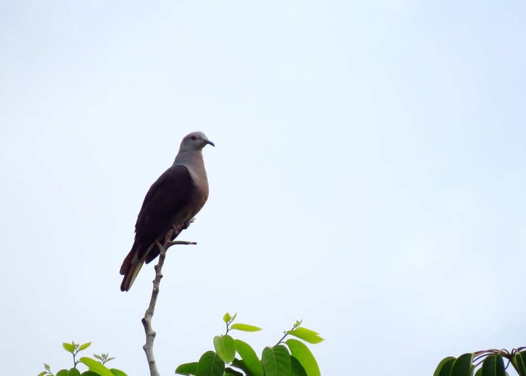Peale's Imperial-Pigeon - Mark Smiles