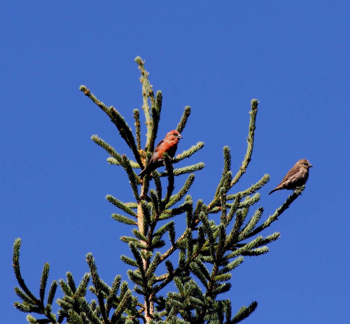 Red Crossbill - Andrew Olive