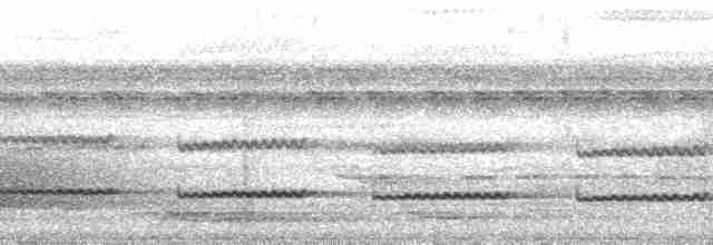 langhaletreløper (pallida gr.) - ML115073