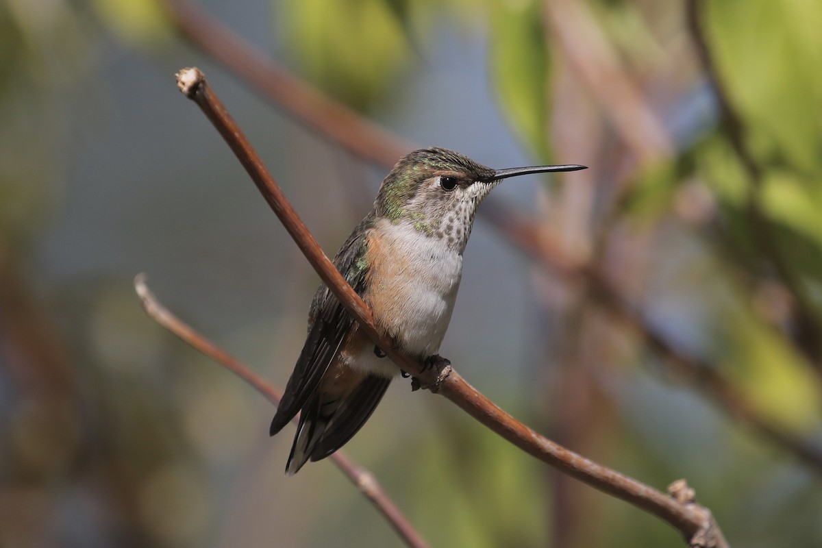 Rufous Hummingbird - Russ Morgan