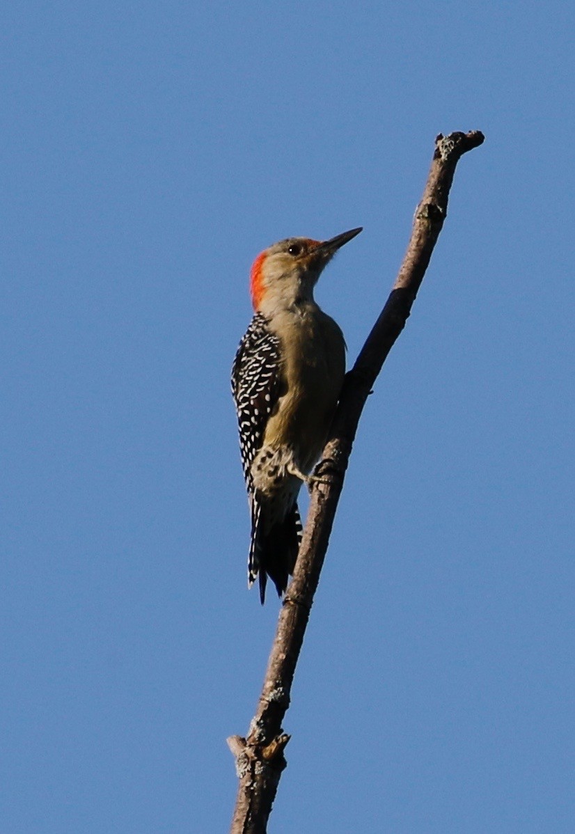Red-bellied Woodpecker - ML115076441