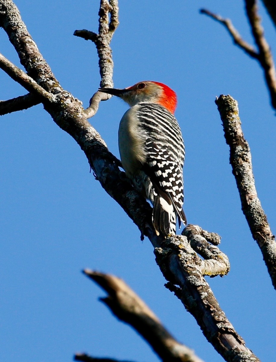 Red-bellied Woodpecker - ML115076451