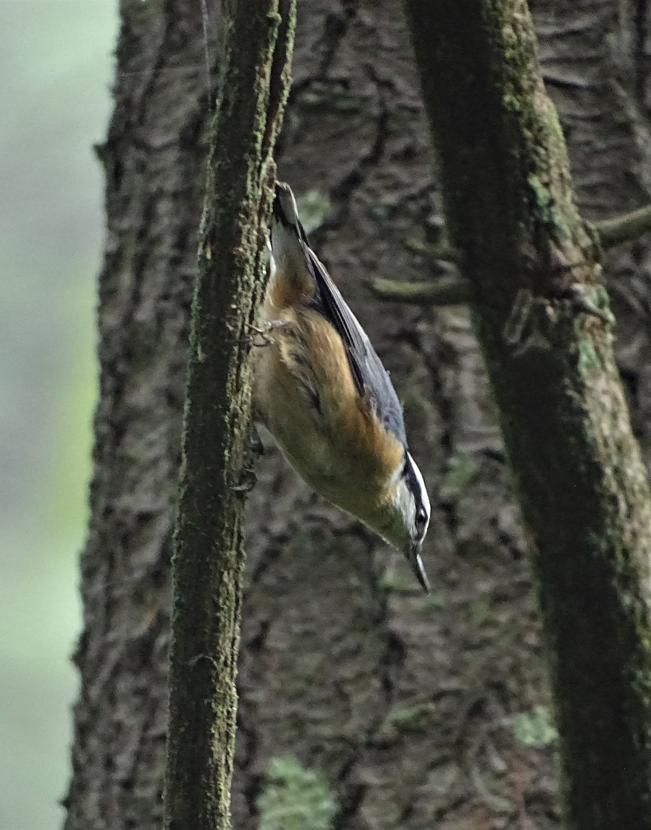 Red-breasted Nuthatch - ML115083001