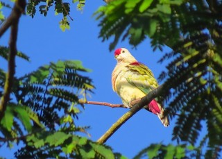 Many-colored Fruit-Dove, ML115083011