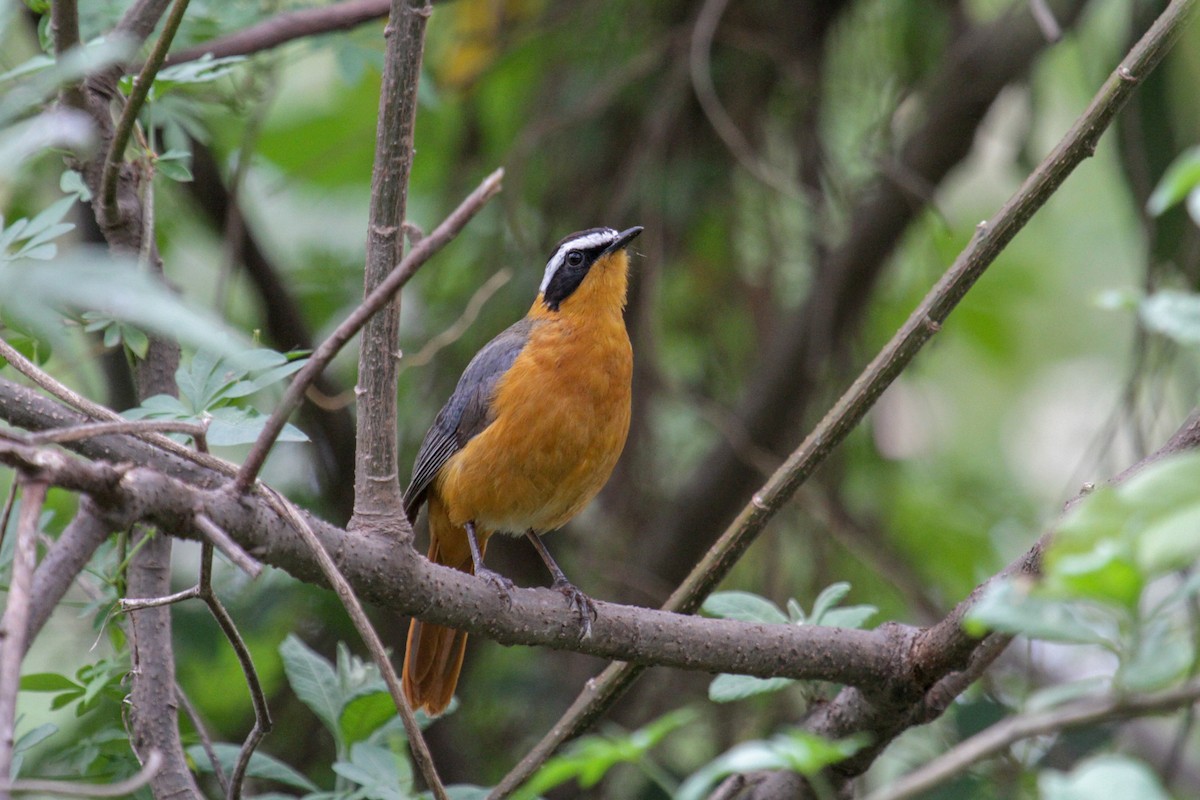 White-browed Robin-Chat - ML115084301