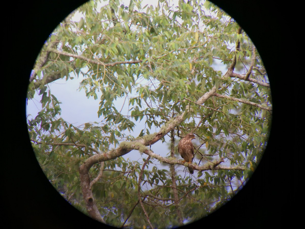 Vinous-breasted Sparrowhawk - Qin Huang