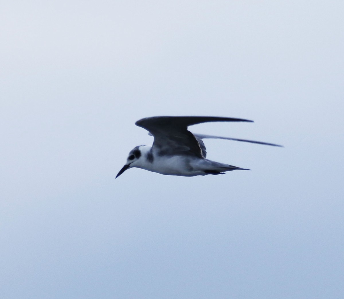 Black Tern - Eary Warren