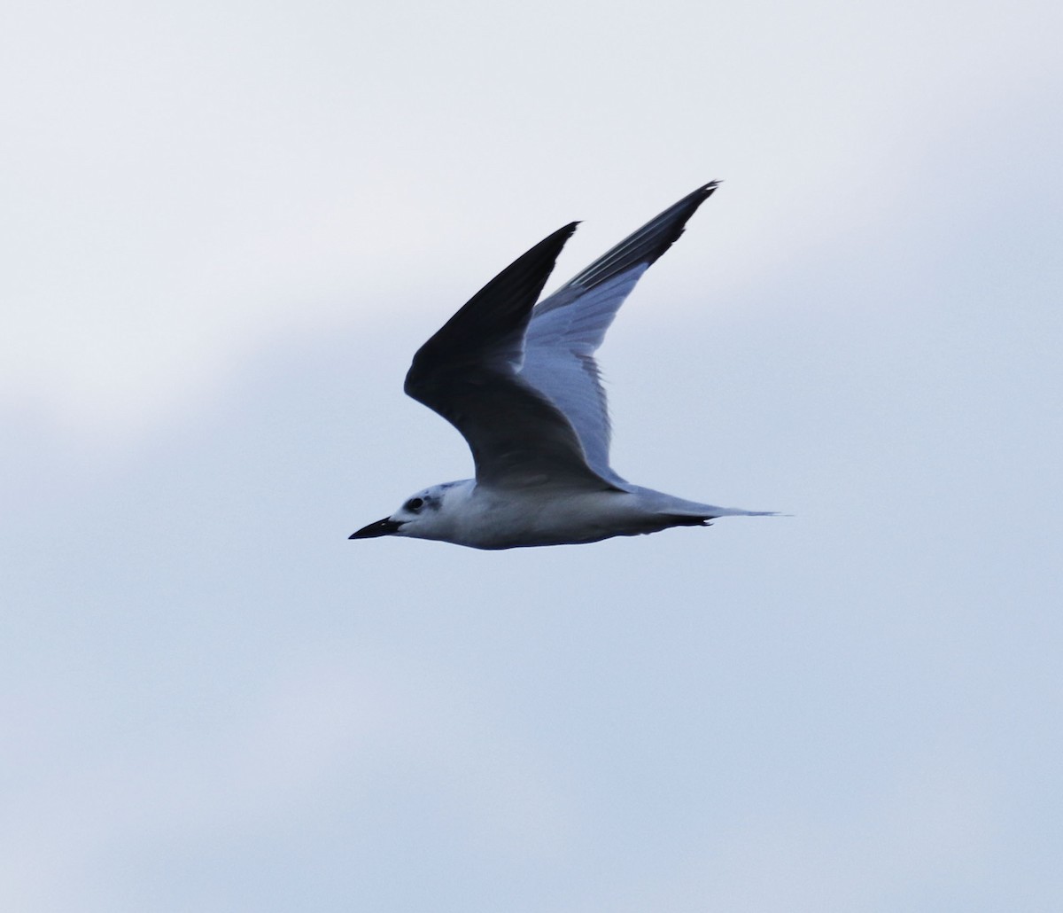 Gull-billed Tern - Eary Warren