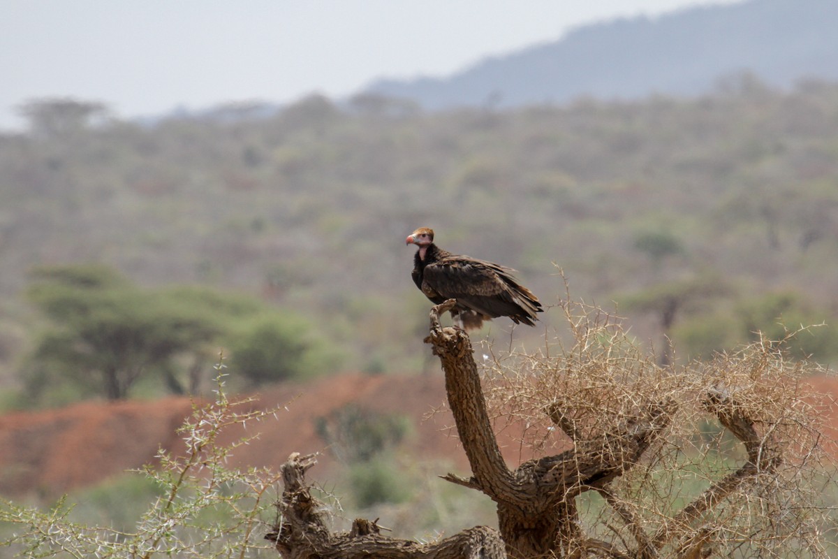 Lappet-faced Vulture - ML115088301
