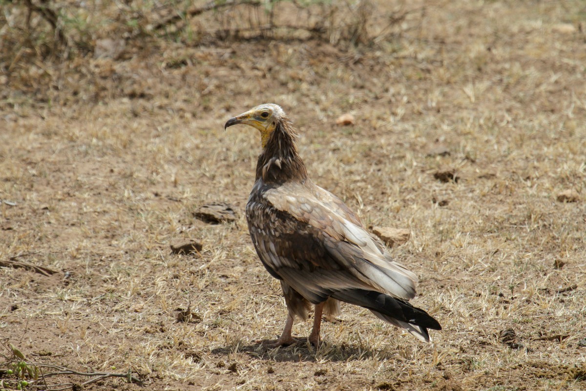 Egyptian Vulture - ML115088511