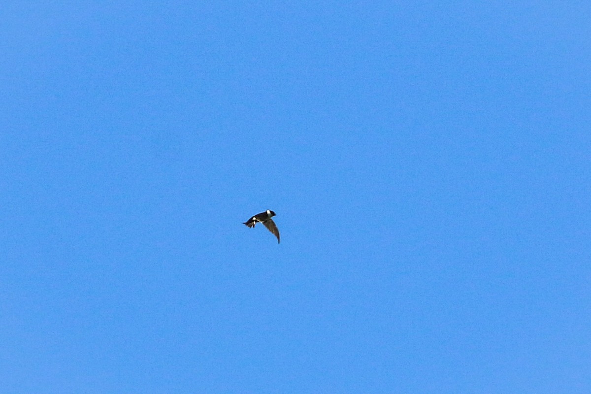 Lesser Swallow-tailed Swift - ML115088641