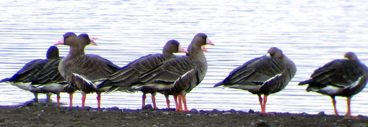 Greater White-fronted Goose - ML115089651