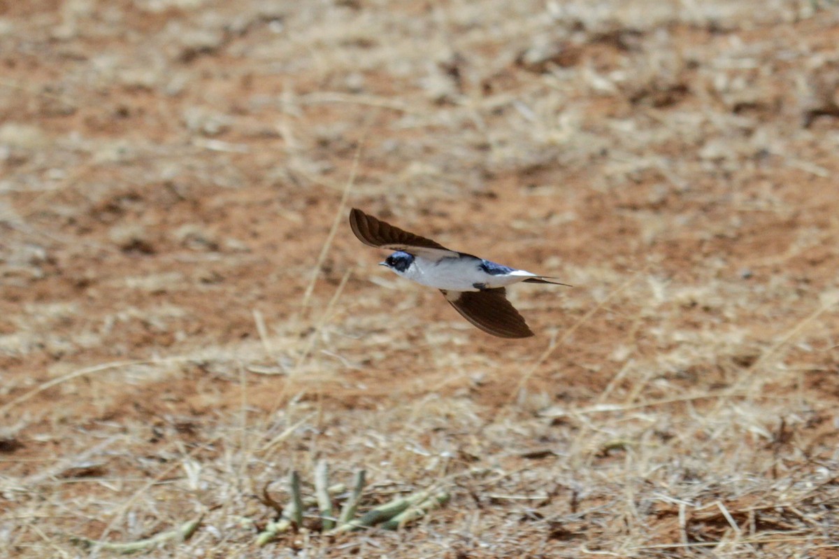 White-tailed Swallow - ML115090541