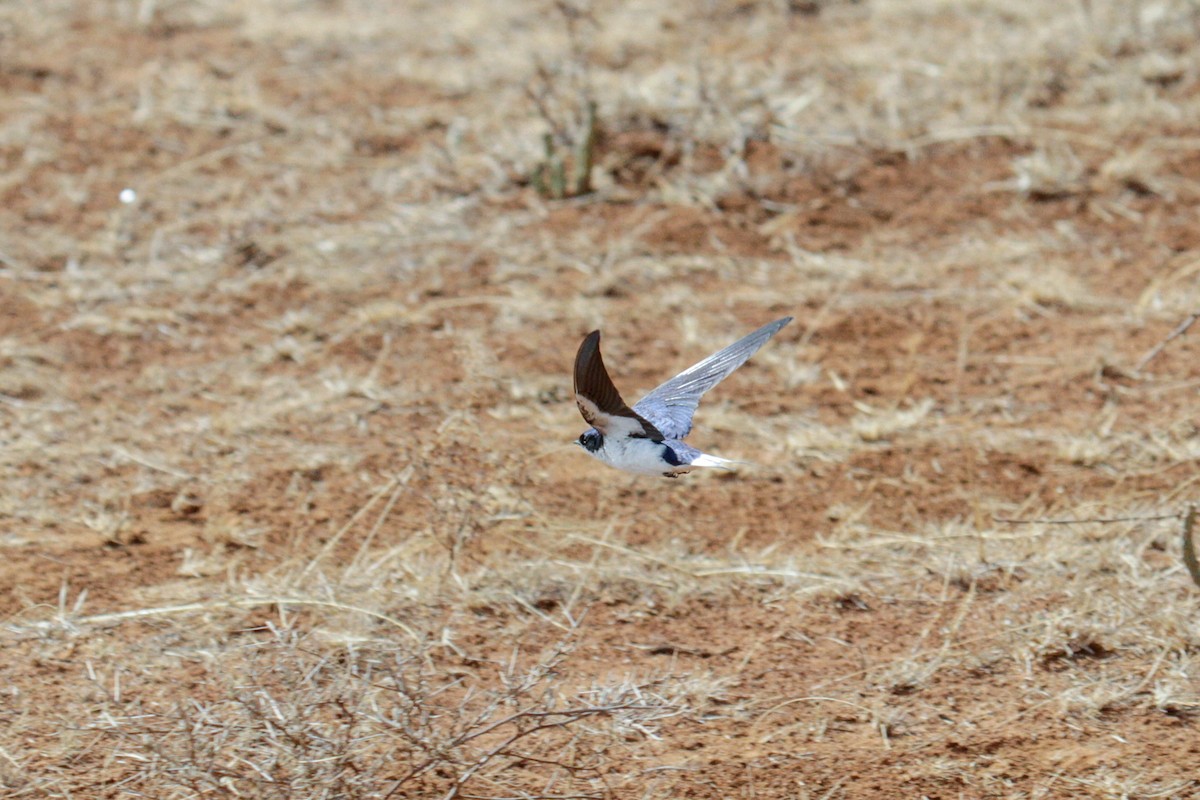 White-tailed Swallow - ML115090591
