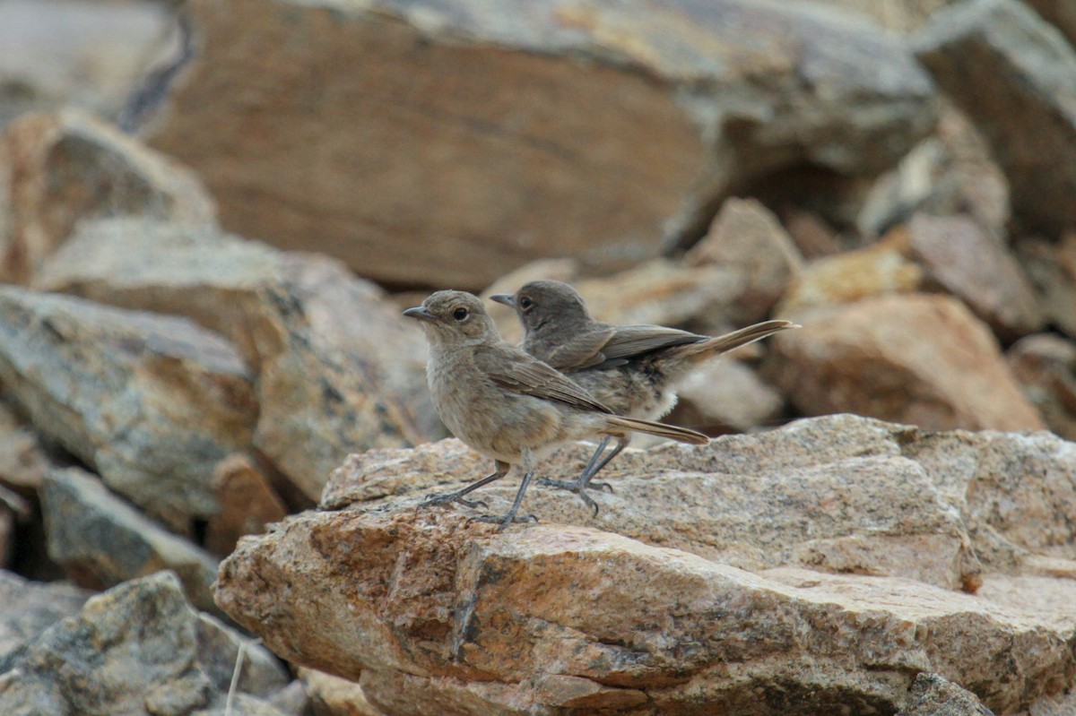 Brown-tailed Chat - ML115091371