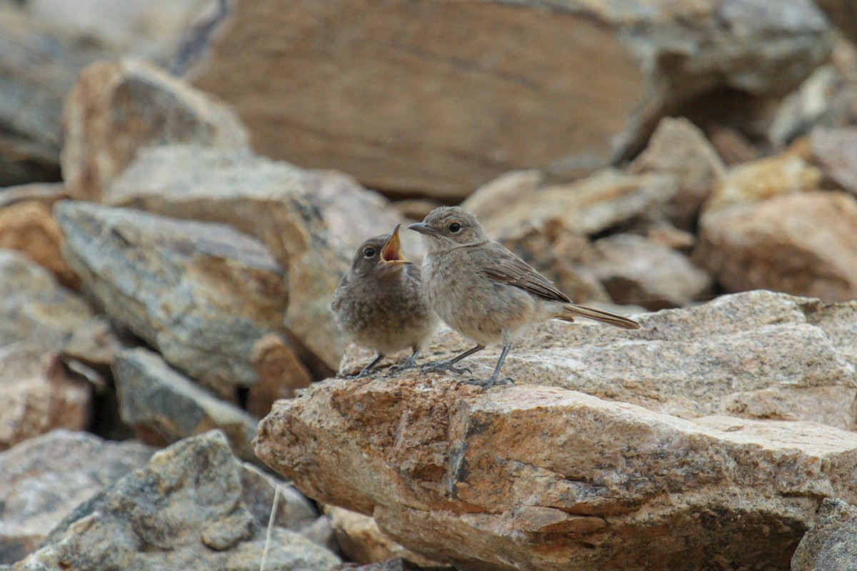 Brown-tailed Chat - ML115091431