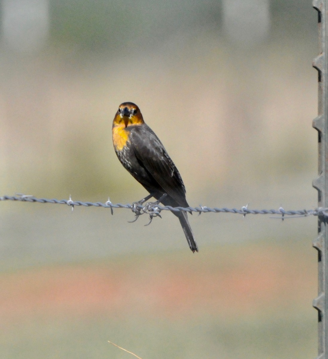 Yellow-headed Blackbird - Donna L Dittmann