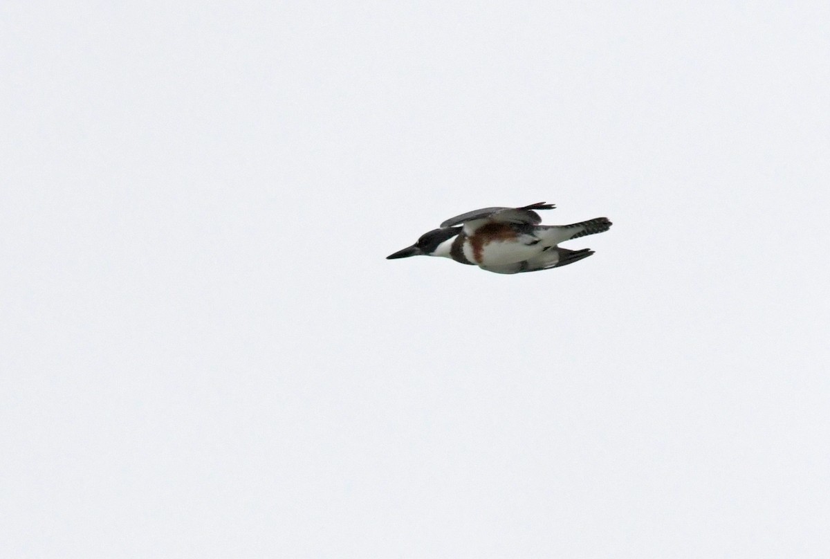 Belted Kingfisher - ML115093121