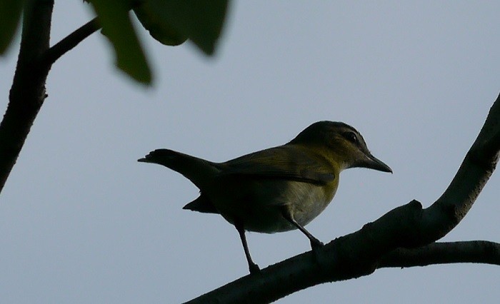 Red-eyed Vireo - L.E. Quinlan