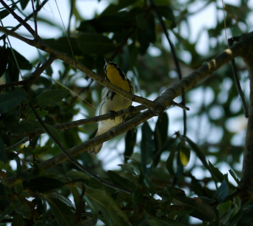 Yellow-throated Warbler - L.E. Quinlan