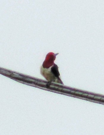 Red-headed Woodpecker - ML115095231