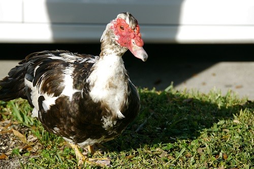 Muscovy Duck (Domestic type) - L.E. Quinlan