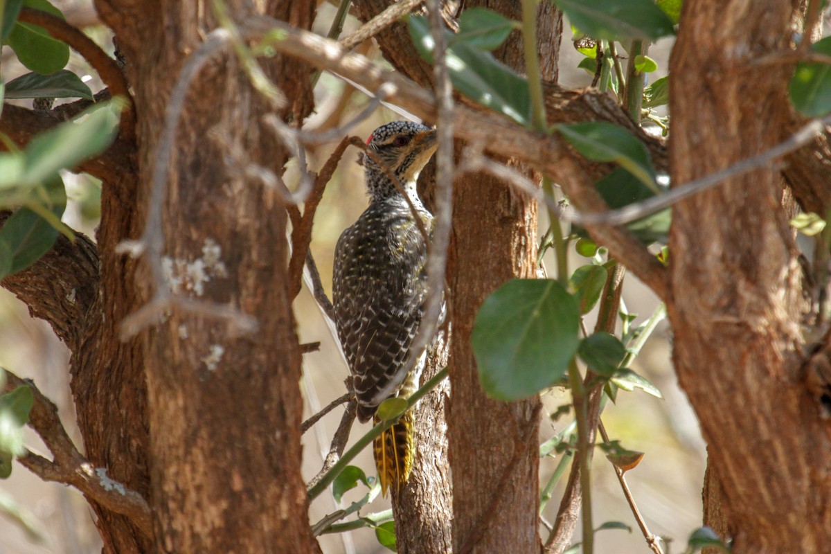 Nubian Woodpecker - ML115096891