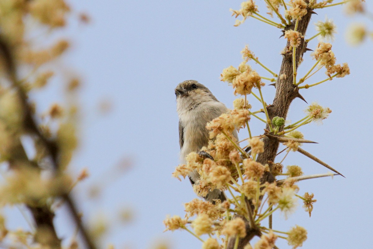 Mouse-colored Penduline-Tit - ML115096951